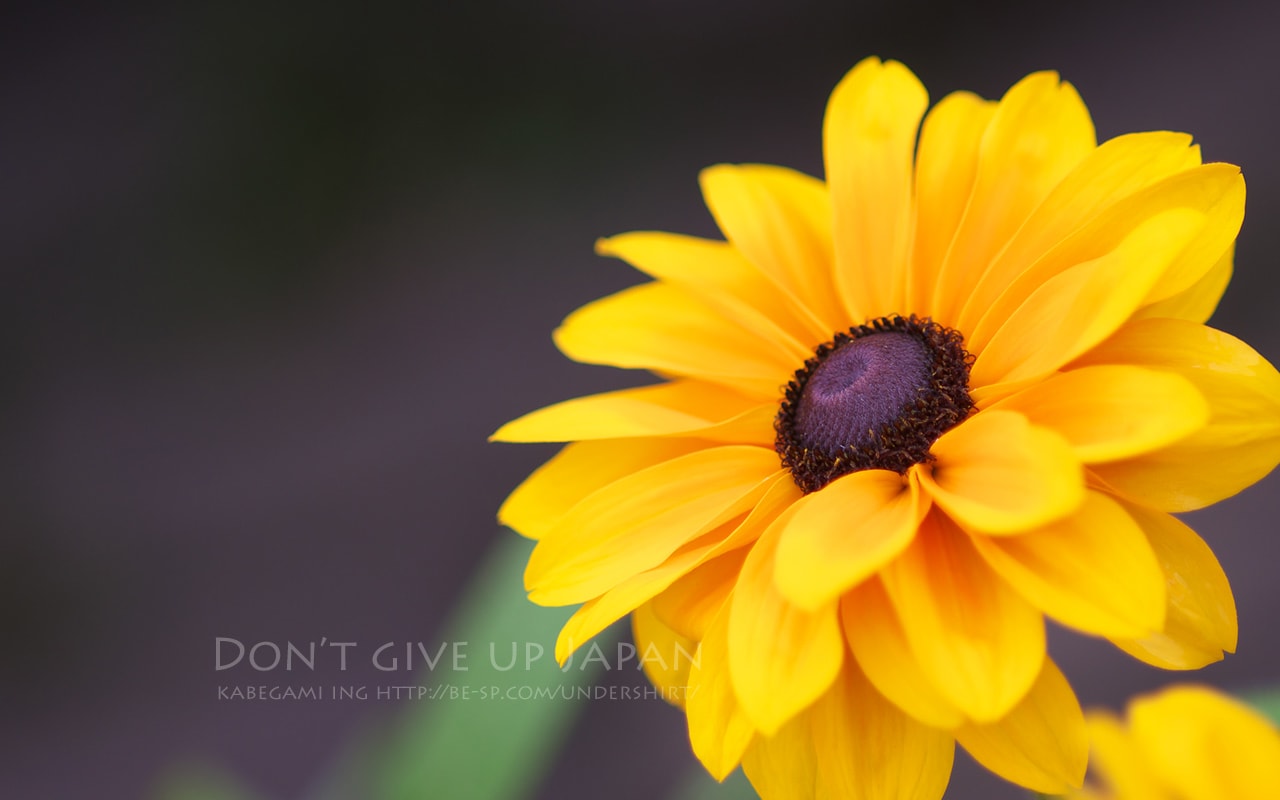 ルドベキアという夏の花 壁紙ing管理人の写真ブログ