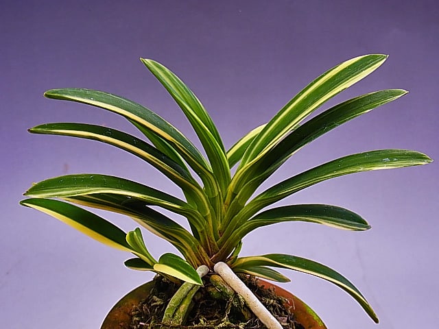 富貴蘭【至楽】最上柄！