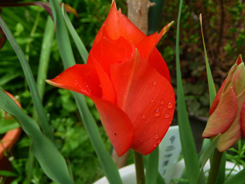 ミニチューリップ リニフォリア 花との出会いで癒されています ミニチューリップ リニフォリア 花との出会いで癒されています