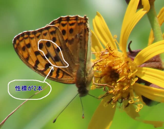 高ボッチ高原・鉢伏山で最近見る事の出来る昆虫　ウラギンヒョウモン（裏銀豹紋）のオス