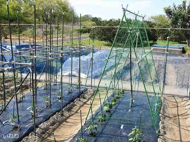 年 キュウリのネットとトマト ナスの支柱設置 ほうてんの無農薬野菜づくり