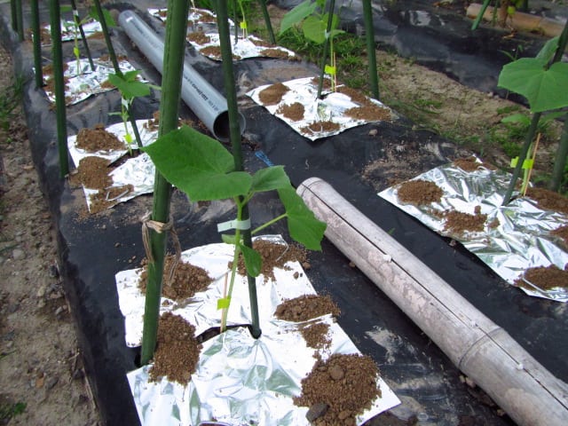 キュウリ 3 の植え付け アルミホイルでウリハムシ対策 大好き 野菜の時間