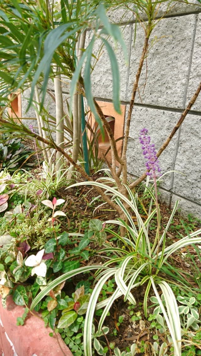 ぜいたくヤブラン 花が終わったら すべての美しい花の画像 ぜいたくヤブラン 花が終わったら すべての美しい花の画像