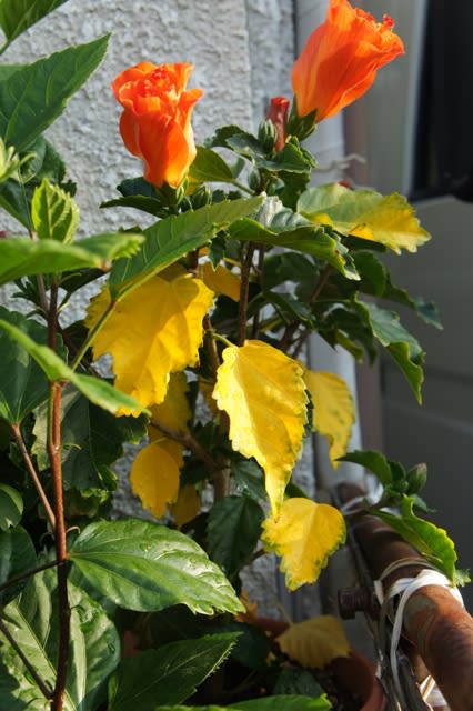 ハイビスカス １０ 葉が黄色い Capriccioso Cantabile 愛猫クーの日常