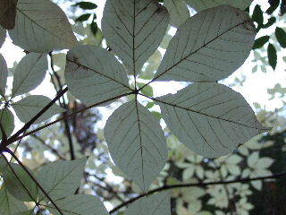 白い葉 樹樹日記