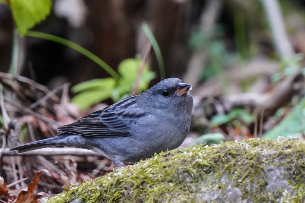 クロジ カヤクグリ 鳥さん こんにちは