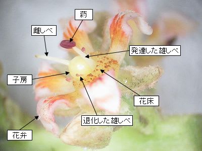 マンゴーの花が咲いたら実を着けたい 奥の手は最初に使え 熱帯果樹写真館ブログ