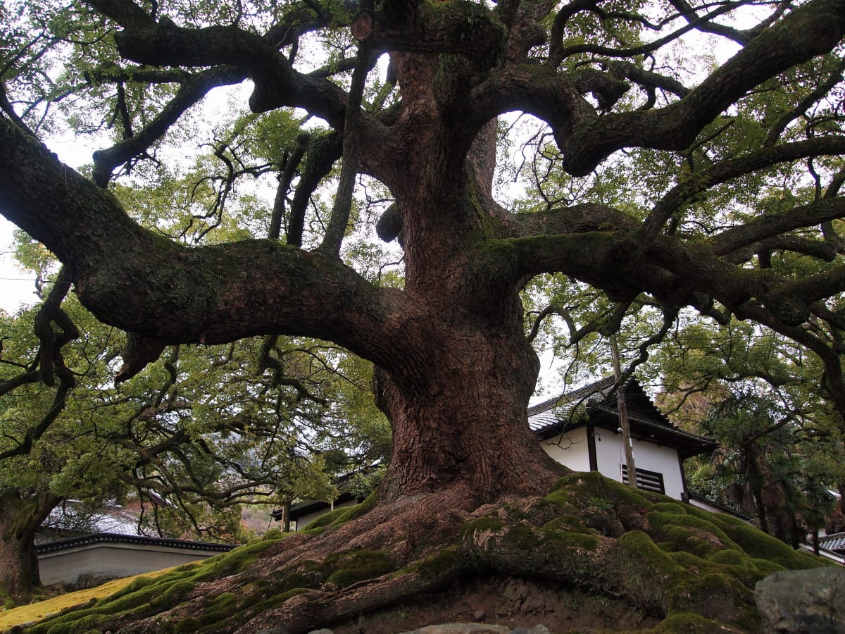 京都・東山、早朝散歩の画像