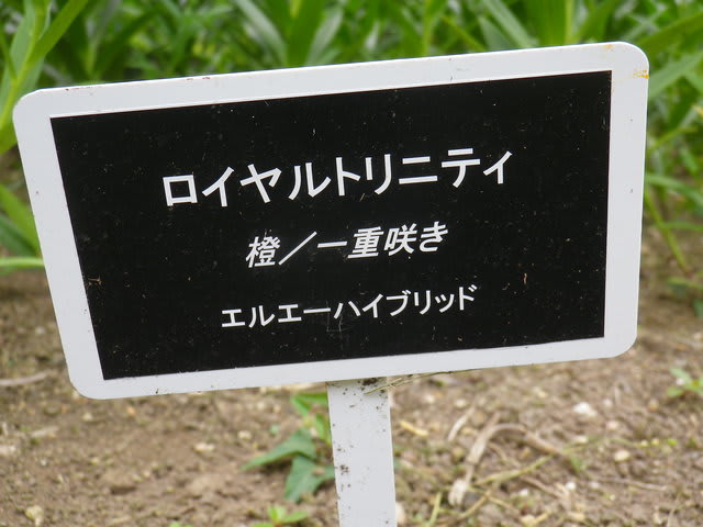L.A・ユリ・ロイヤルトリニティ