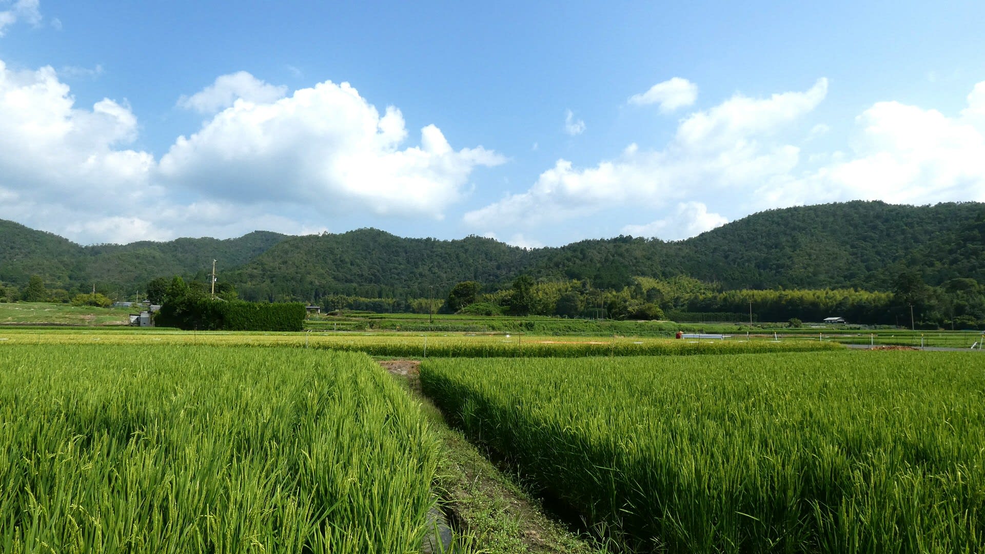 北嵯峨野の田んぼに案山子立つ 京都で定年後生活