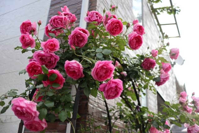 病気に強いつるバラ パレード お庭がなくても薔薇に囲まれて暮らしたい