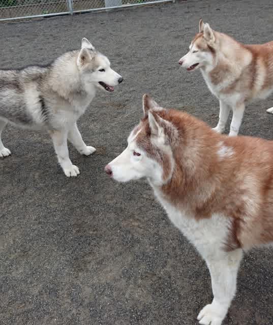 ブサイク顔2 ハスキーズカフェ