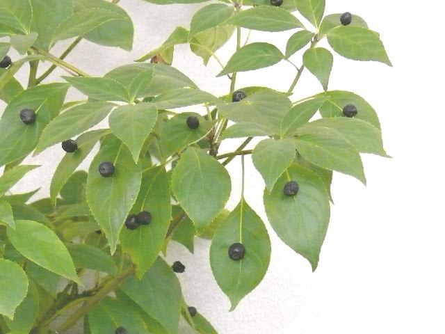 P1310903