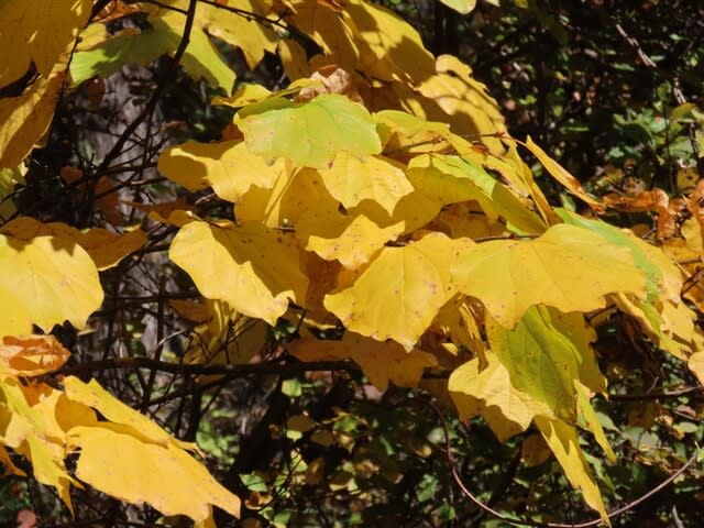 高ボッチ高原・鉢伏山の植物　ダンコウバイ（壇香梅）の黄葉