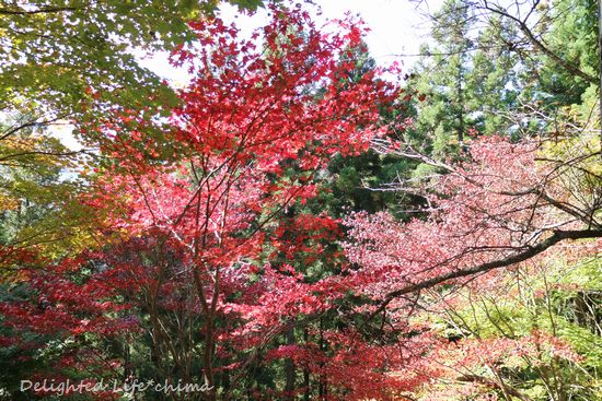 紅葉の奥多摩 御岳山を歩く レンレンのひとりごと