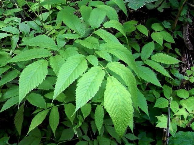 北海道の花 ヤマブキショウマ１ 井伊影男の植物観察