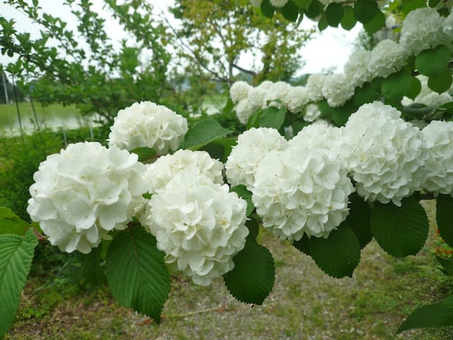大きな丸い花を咲かす白いオオデマリ のんびり仙北 ゆったり温泉