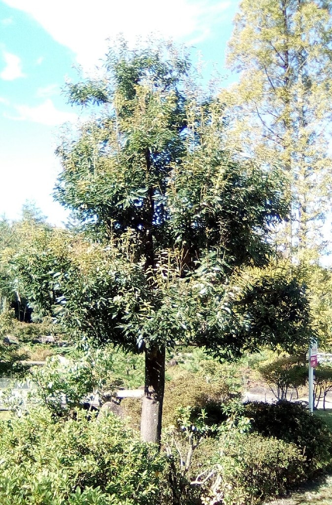 シラカシ 日本庭園主庭の大木 の剪定 カルス
