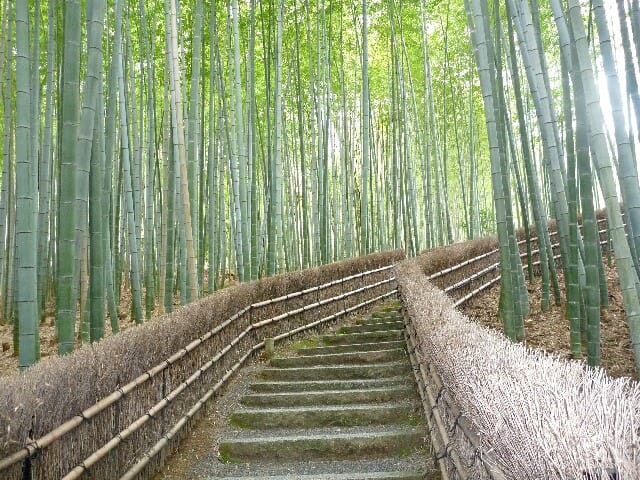 化野念仏寺にある竹の小径は美しい曲線