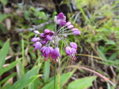 高ボッチ高原・鉢伏山で最近咲いている花　ヤマラッキョウ（山辣韮）