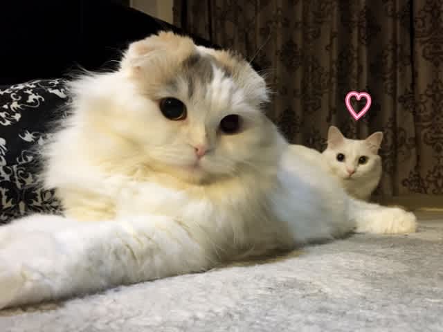 目配せ ラムネときなこのキャッツな日常 目配せ ラムネときなこのキャッツな日常