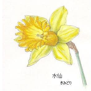 ご訪問下さいました方々に感謝 イラスト 水仙 花を描いたポストカード