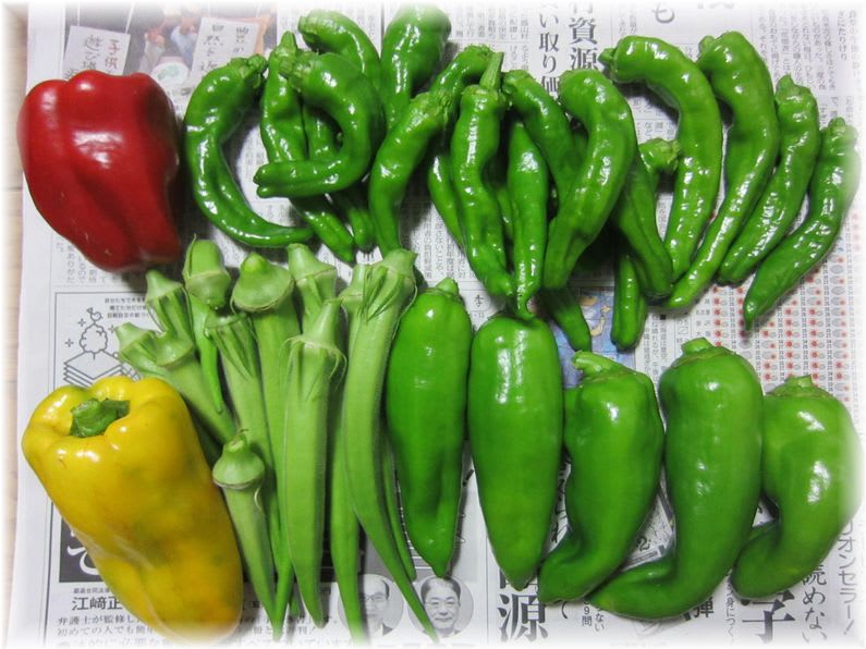 採れたて野菜 2011年8月14日