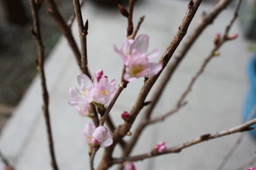 早咲きさくら 生け花用 啓翁桜 ケイオウザクラ 日々の語らい