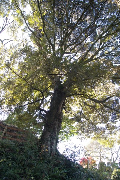 鳥羽山公園 花と鉄輪