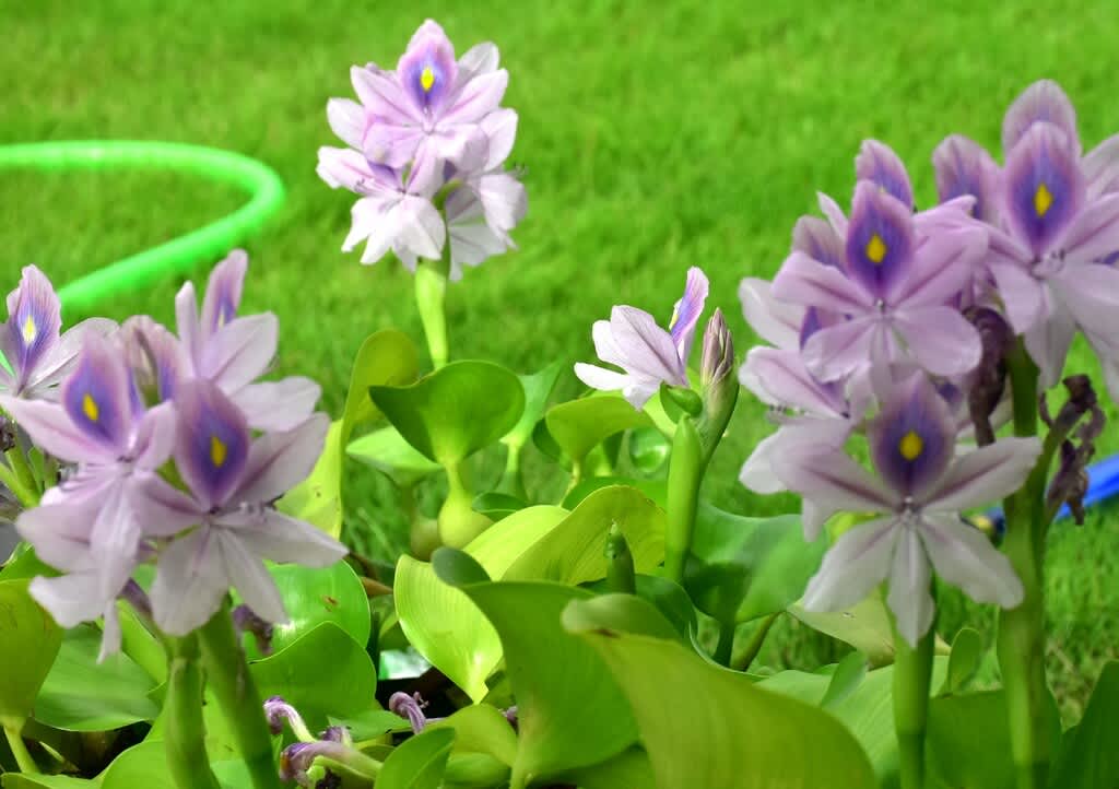 ホテイソウ またの名を ホテイアオイ らい君とわたしのさんぽ道