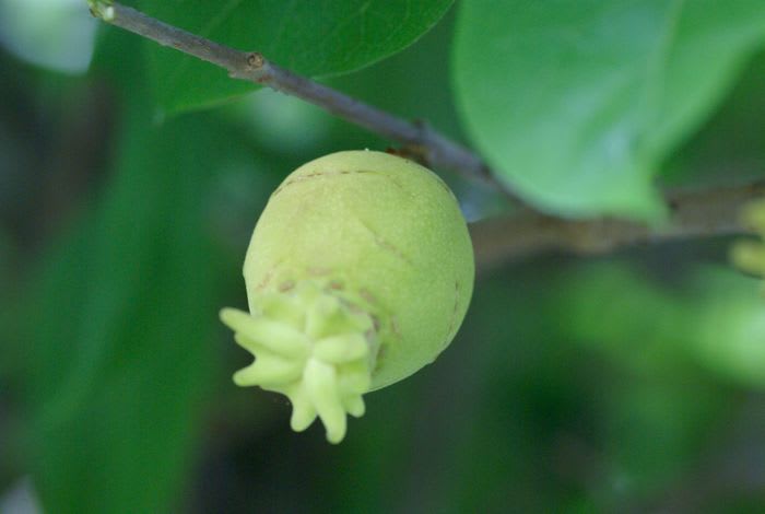蝋梅の実 庭の花 都内散歩 散歩と写真 蝋梅の実 庭の花 都内散歩 散歩と写真