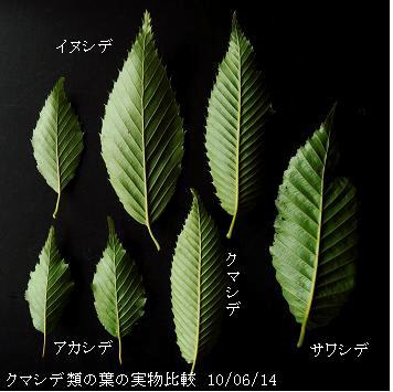 クマシデ属の果穂と葉の実物比較(アカシデ・イヌシデ・クマシデ・サワシデ)