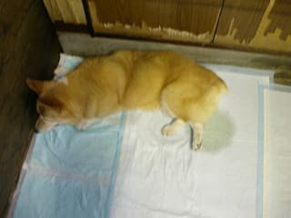 老犬のお漏らし イズミ 老犬のお漏らし イズミ