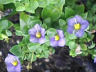 紫の控えめな花 エキザカム 季節の中
