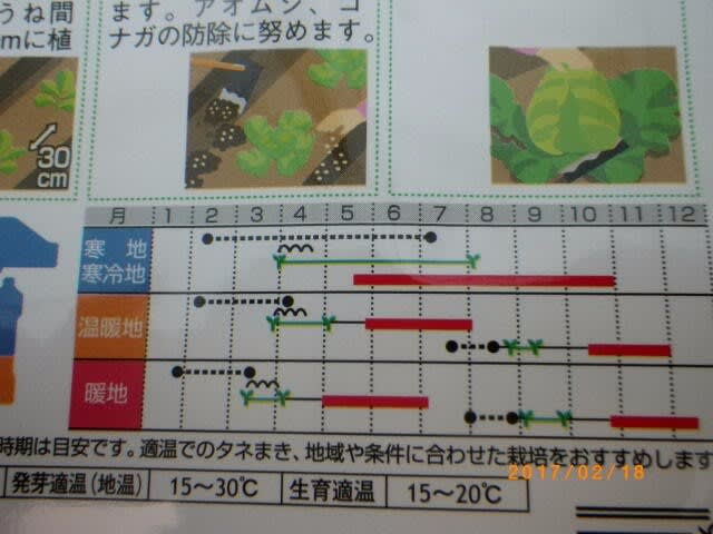 6月収穫用ミニキャベツ みさきの種まき 畑 野菜の記録