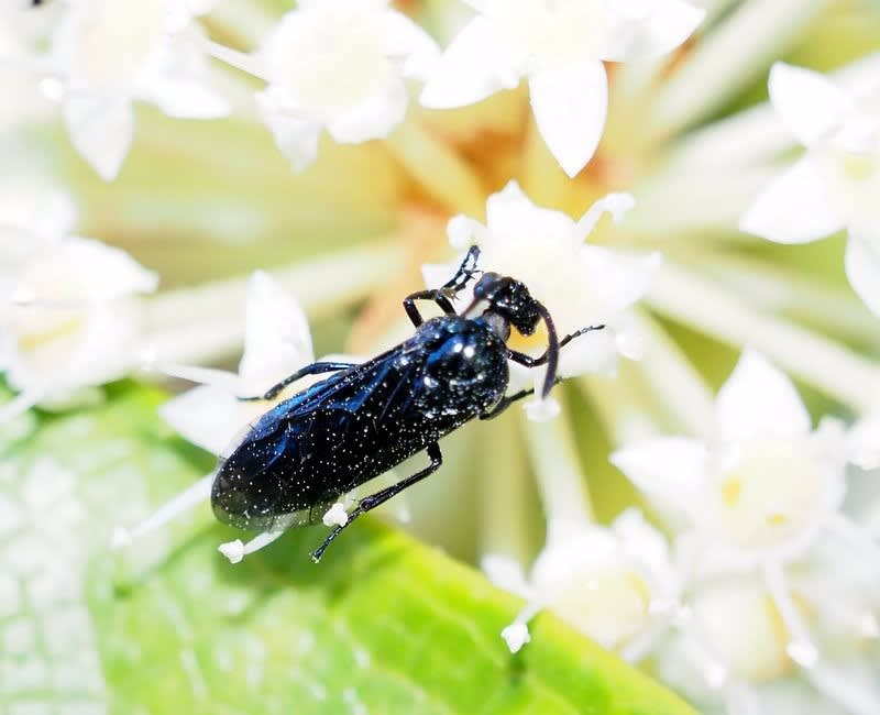 ルリチュウレンジ てんとう虫の歳時記 2