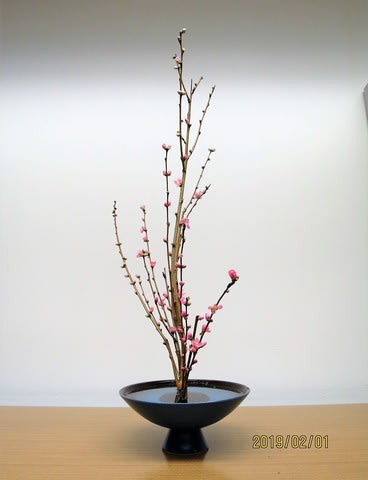 ピンクの桃の花 桃の節句に生けましょう 池坊 花のあけちゃんブログ明田眞子 花 の力は素晴らしい 広島で４５年 池坊いけばな教室 熱心な方々と楽しく生けてます