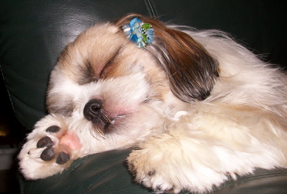 最近のワンコ達 可愛い かわいいシーズー犬ブログ