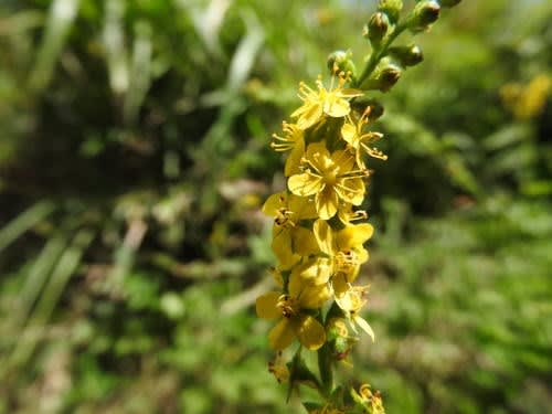 高ボッチ高原・鉢伏山で最近咲いている花　キンミズヒキ（金水引）