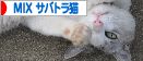 にほんブログ村 猫ブログ MIXサバトラ猫へ