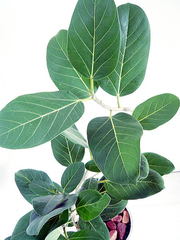 観葉植物フィカス ベンガレンシスの特徴と育て方 観葉植物ひろば Foliage Plant