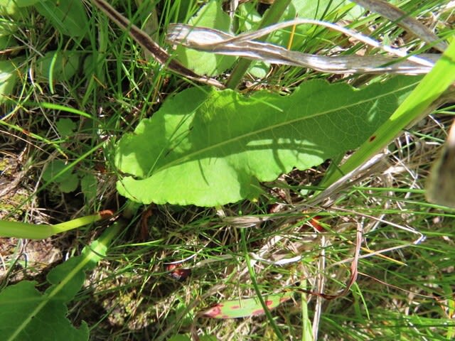 高ボッチ高原・鉢伏山で最近咲いている花 イブキトラノオ(伊吹虎の尾)