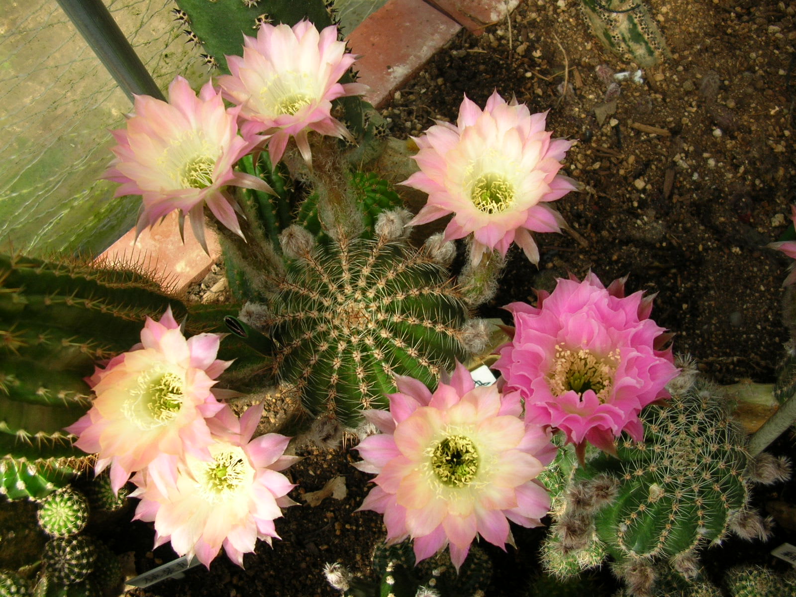 八重花丸開花 - 花サボテン