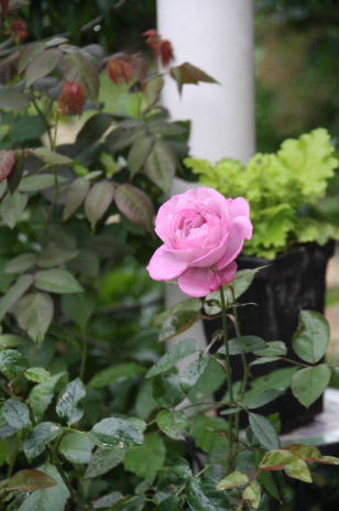 香りのバラ ブルーリバー M S Small Garden Milky Mamaの小さな庭