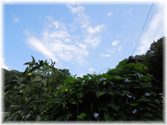 シカクマメのむこうの今朝の空 2014年9月5日