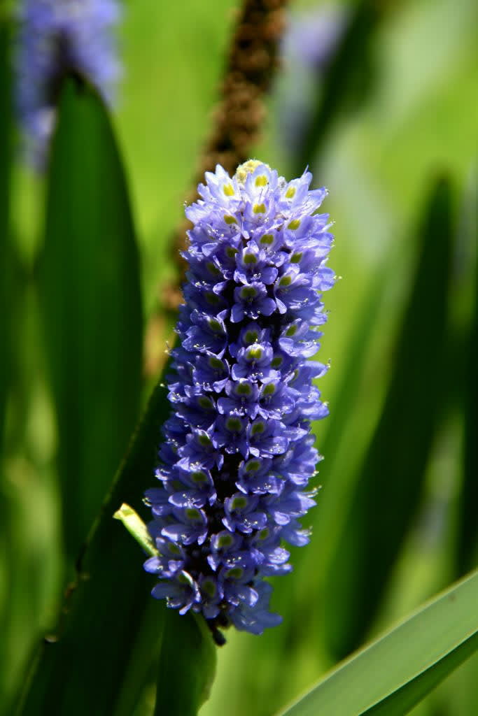 季節の花　の画像