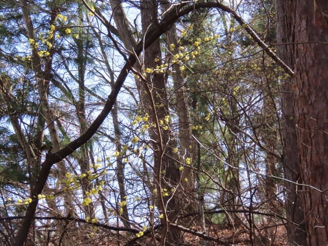 高ボッチ高原・鉢伏山で最近咲いている花　　ダンコウバイ（壇香梅）