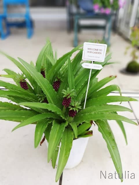 秋田の寄せ植え ナチュリア Simple Smilelife 秋田の寄せ植え ナチュリア Simple Smilelife