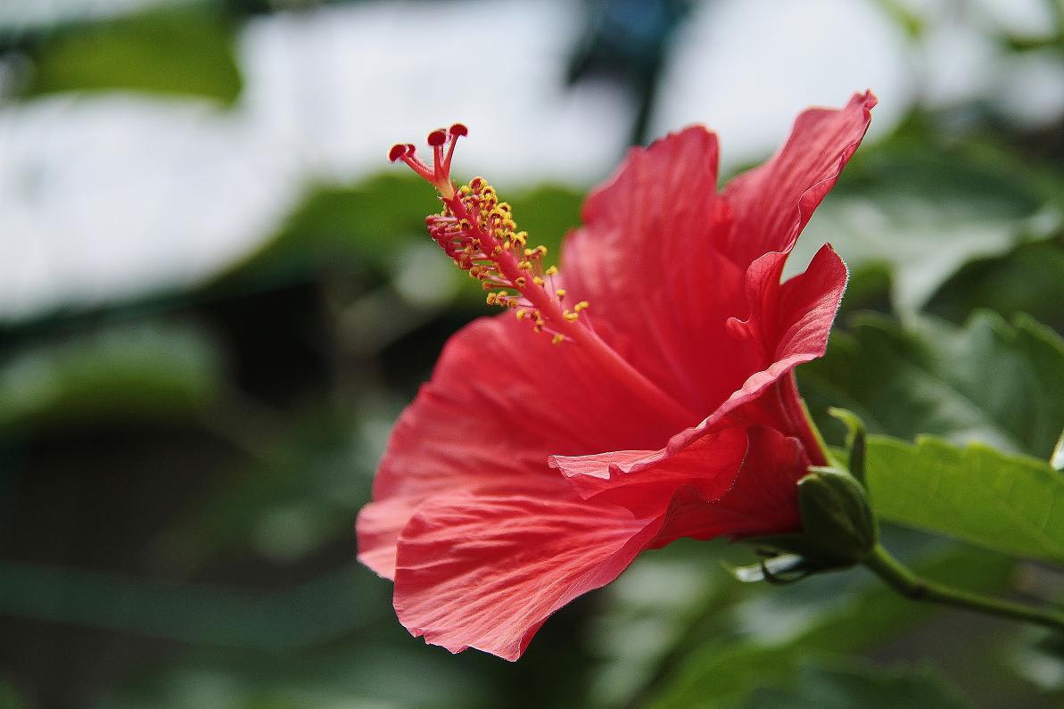 真夏日「今日は蒸暑い」の画像