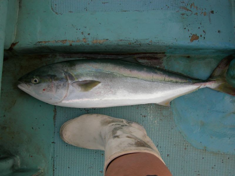 Yellowtail Amberjack Kingfish Hoodlums Beam Trawl
